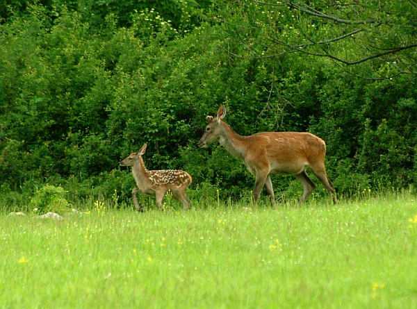 PASSIONE PER IL CERVO